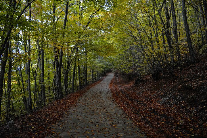Private Tour in the Chestnut Forest of Steni Evia - Photo 1 of 5