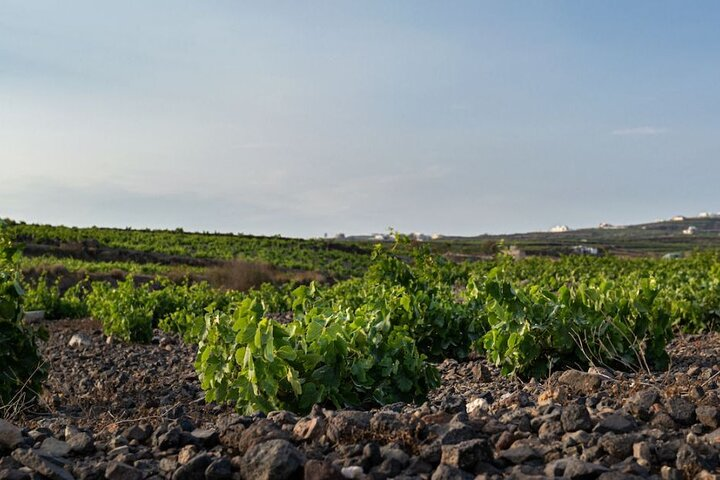Private Wine Adventure Tour in the Most Distinct Wineries - Photo 1 of 2