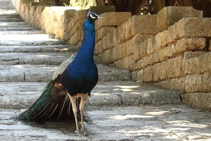 PRIVATE EXCURSION-Butterfly Valley, 7Springs and Filerimos Hill - Photo 1 of 11