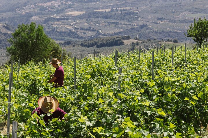 "Wine Tasting Winery Experience & Guided Tour of Corinth" - Photo 1 of 9