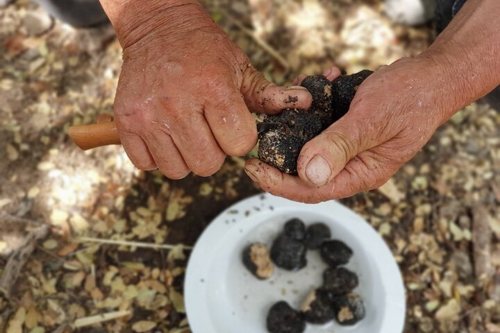 Truffle Hunting, Culinary & Wine Celebration from Elounda - Photo 1 of 23