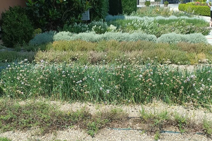 Thessaloniki Wine Journey to an Iconic Winery (Cruise Friendly) - Photo 1 of 14