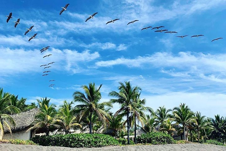 Day Tour Between Mangroves, Fishing & Black Sand Beach Activities + Lunch - Photo 1 of 13