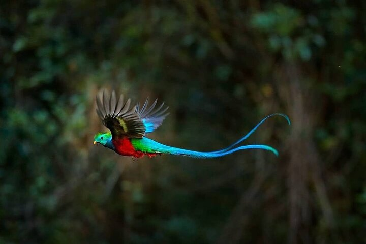El Quetzal Birdwatching Tour from Cobán:Guatemala's National Bird - Photo 1 of 19