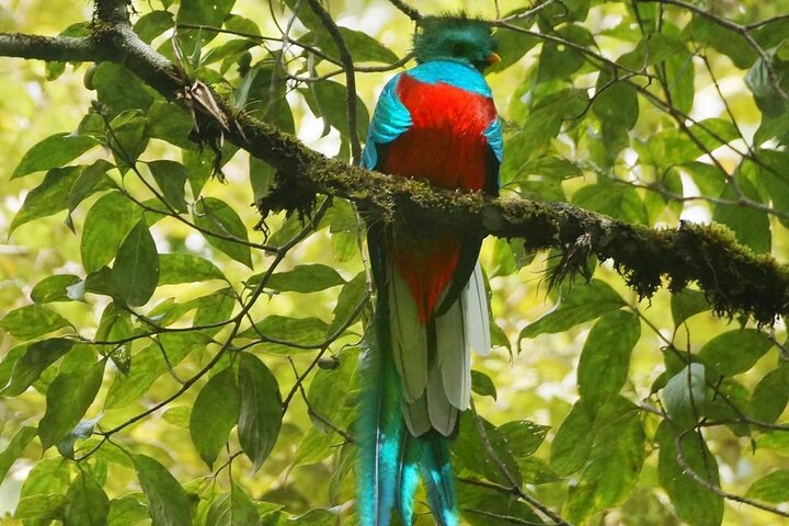 El Quetzal Birdwatching Tour from Guatemala City - Guatemala´s National Bird - Photo 1 of 13