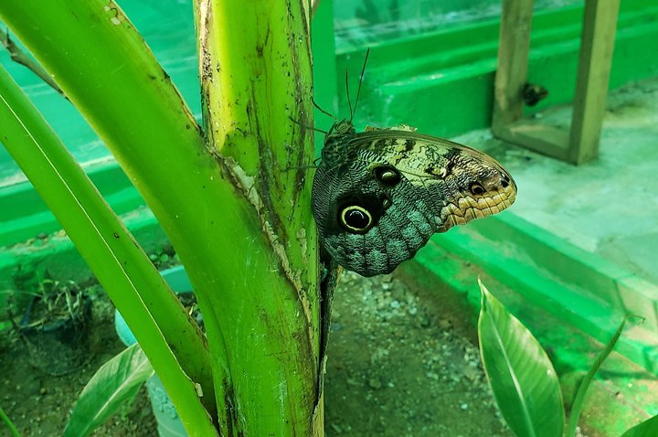 Explore Roatan history and culture - Photo 1 of 15