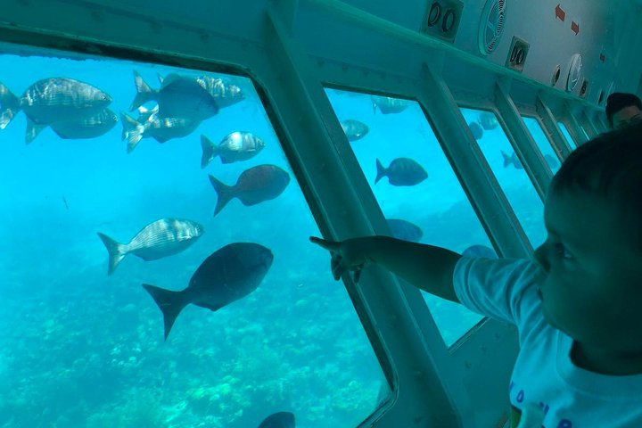 This is what you see from the Glass Bottom Boat
