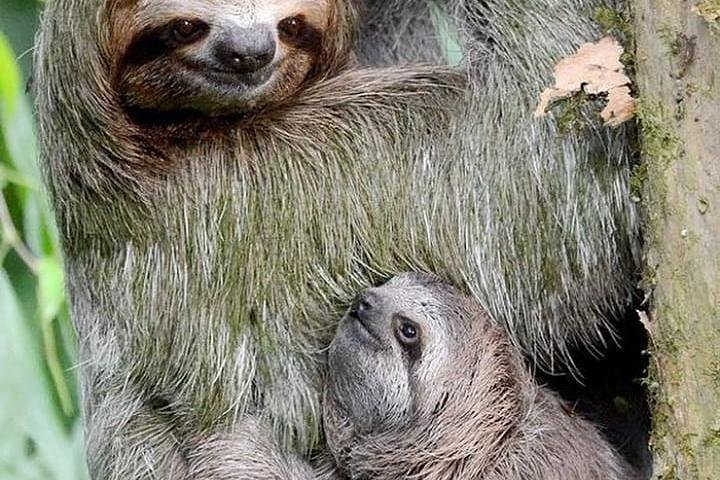 Goodman's Tour to the Sanctuary of Rescued Wild Animals - Photo 1 of 12