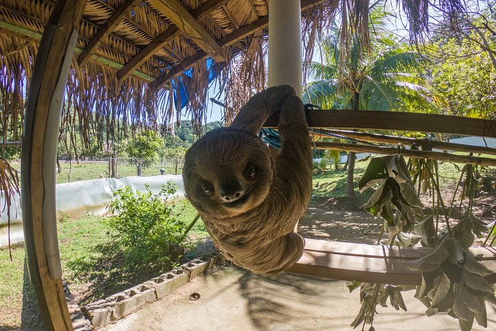 Private Tour to Monkey and Sloth Sanctuary with Optional Add-Ons and Stops - Photo 1 of 10