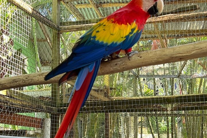 Private Roatan Iguana Farm Monkey Sloth Tour Chocolate sample - Photo 1 of 25