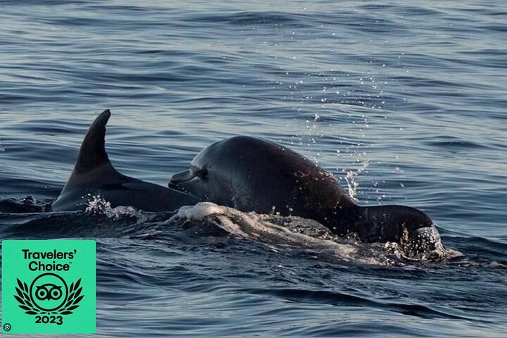 Brijuni Dolphin & Sunset Boat Tour with Dinner & Drinks included - Photo 1 of 15