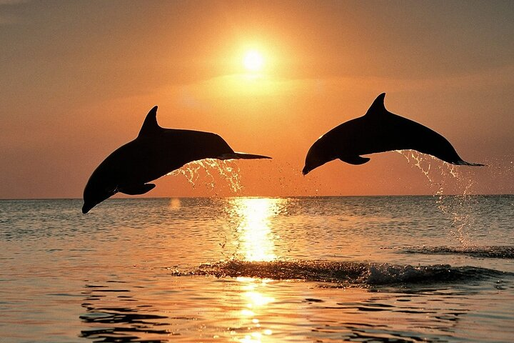 Pula Dolphin & Sunset Boat Tour – All-Inclusive Dinner & Drinks - Boat Europa – The Ultimate Boat Experience in Pula