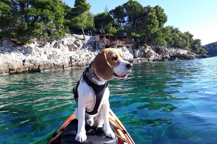 Zen Morning Kayak Tour with Mario - Photo 1 of 10