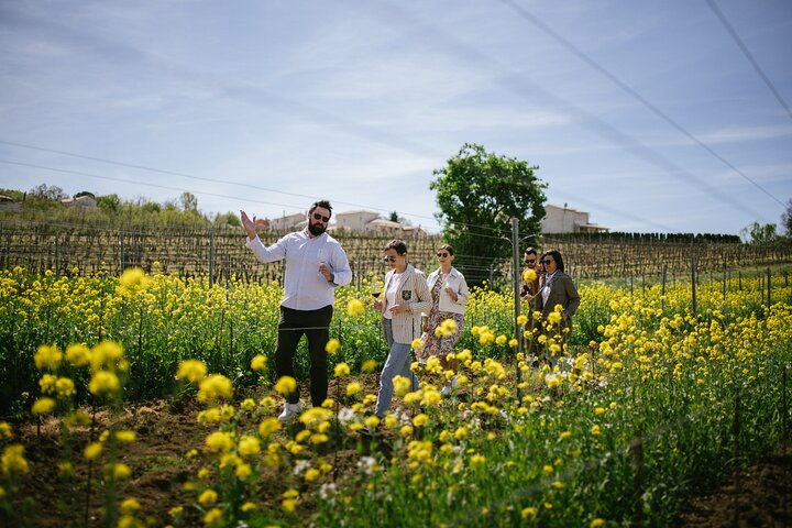 Istria Wine Tour from Rijeka and Opatija - Photo 1 of 8