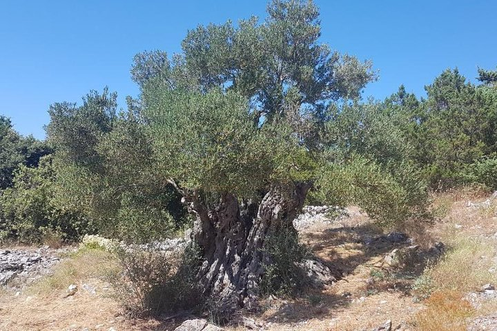 Oldest Olive Tree With Tasting And Lunch - Photo 1 of 2