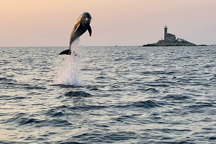 Rovinj Private Dolphin Watching Sunset Speedboat Tour with Drinks - Photo 1 of 15