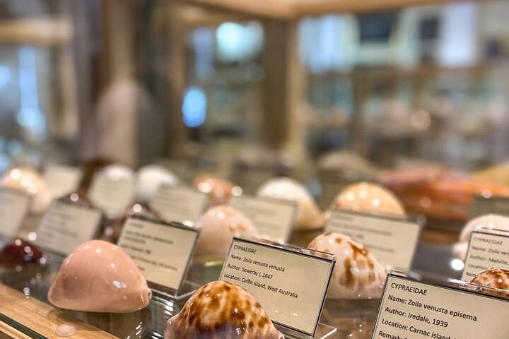 Visit Shell Museum Cavtat - Photo 1 of 6