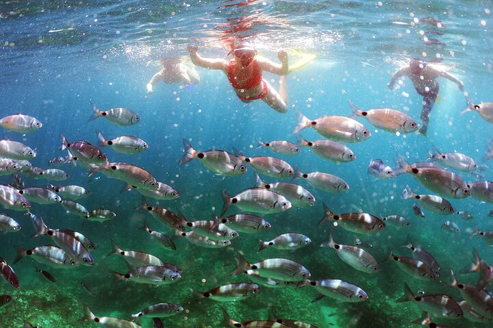 Snorkeling with fishies | PulaBoat