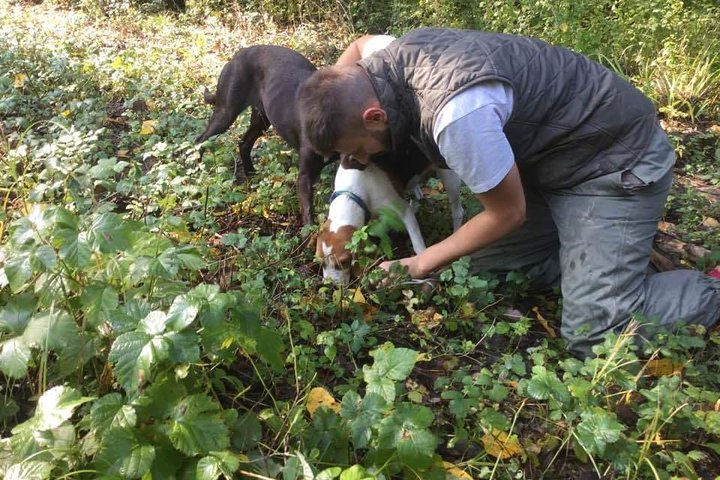 Truffle hunting adventure - Photo 1 of 10