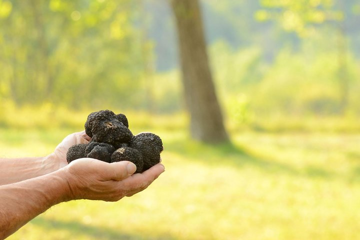 Truffle hunting and tasting in Istria