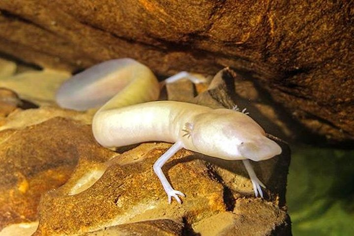 Olm Human fish in Vjetrenica cave