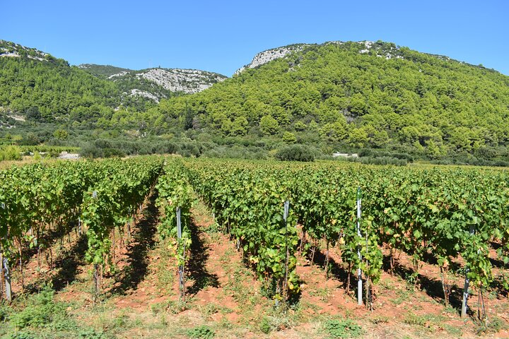Korcula Wine and Sightseeing Tour Views Tastings and Stories - Photo 1 of 24