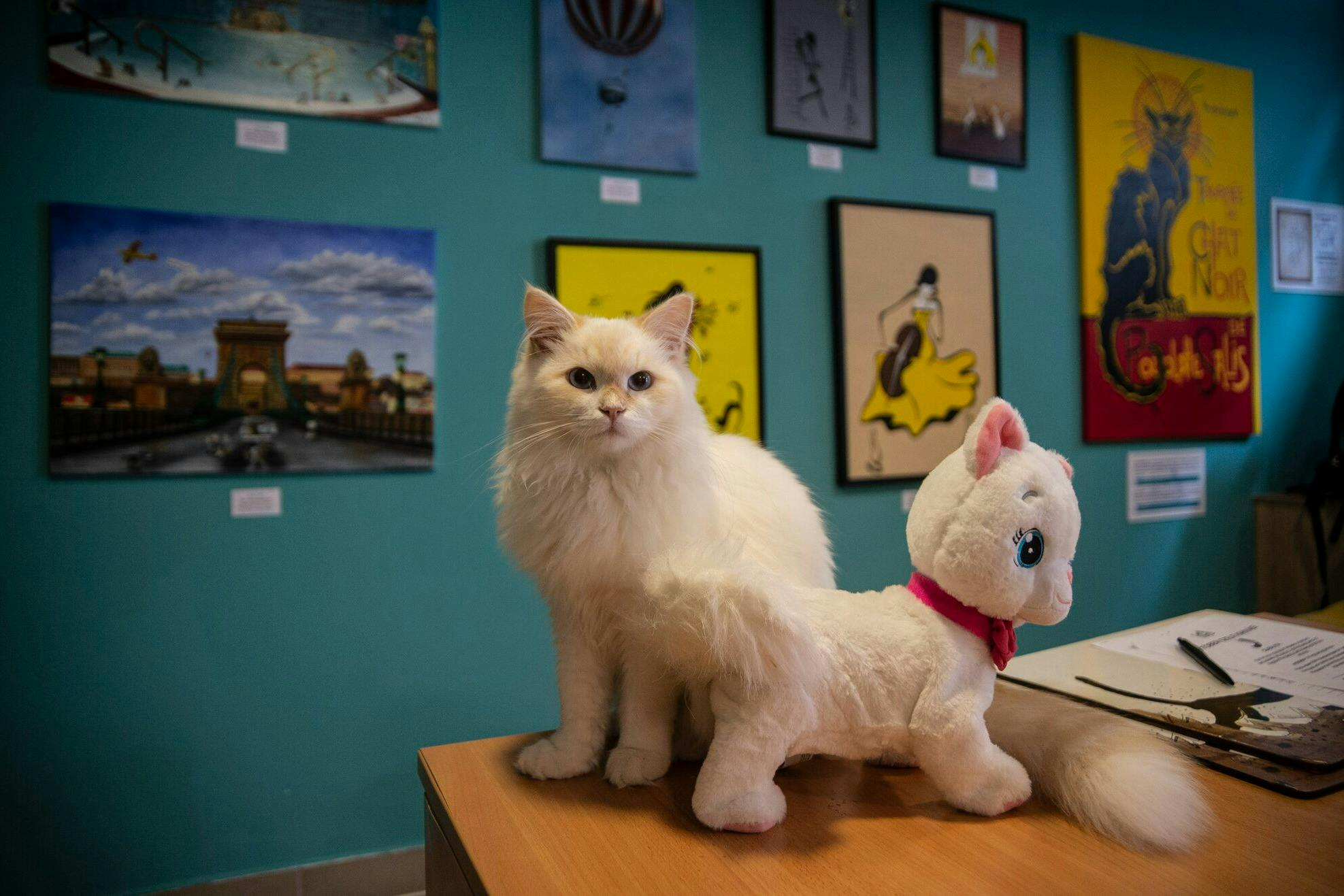 Cat Museum Budapest: Entry Ticket + Audio Guide - Photo 1 of 16