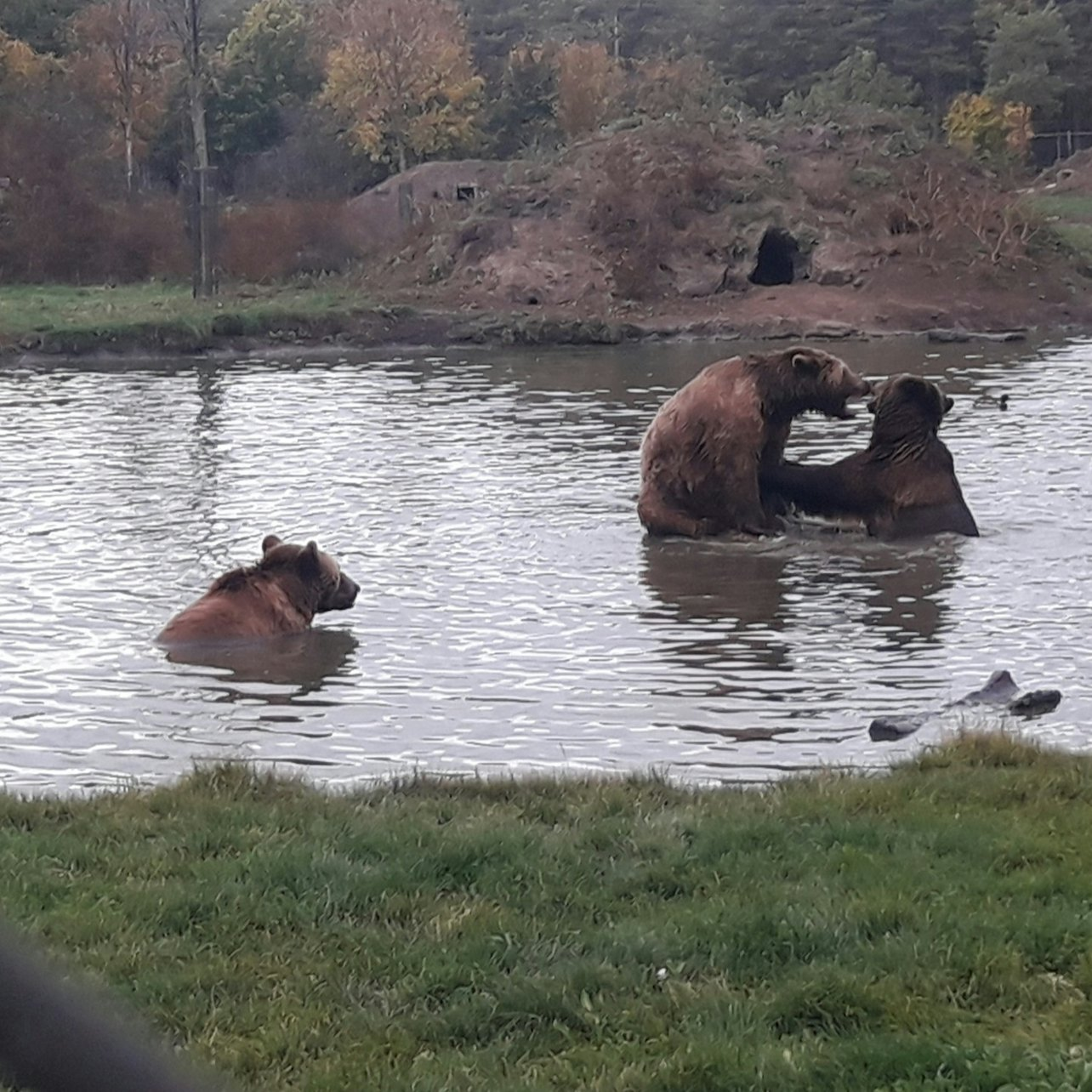 Budapest to Veresegyház Bear and Wolf Sanctuary: Live Guided Tour - Photo 1 of 5
