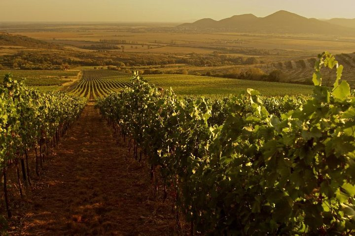 Grand Wine Tasting Tour of Eger and Tokaj  - Photo 1 of 12