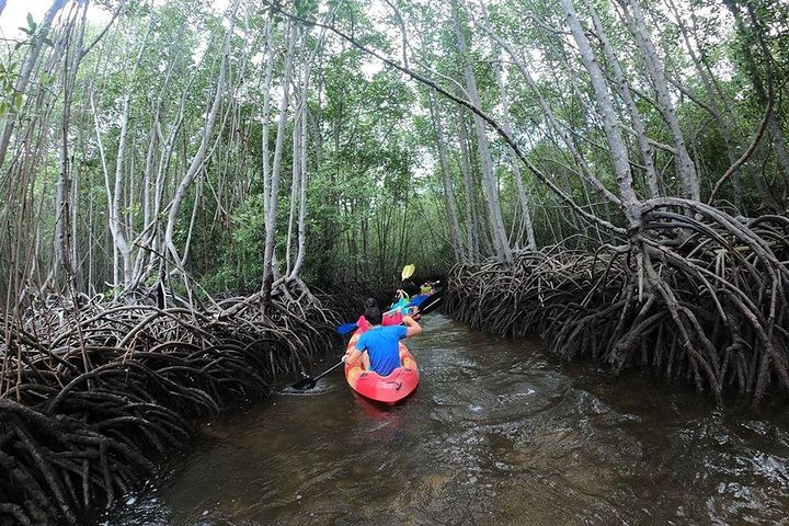 1 Hour Mangrove Tour From Lembongan with Kayak, Paddle, or Boat - Photo 1 of 6