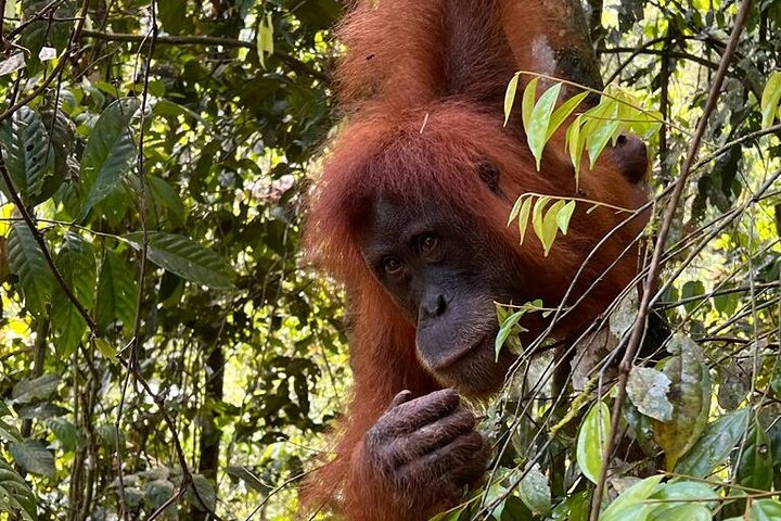 Bukit lawang 2 Day 1 Night with camping - Photo 1 of 25