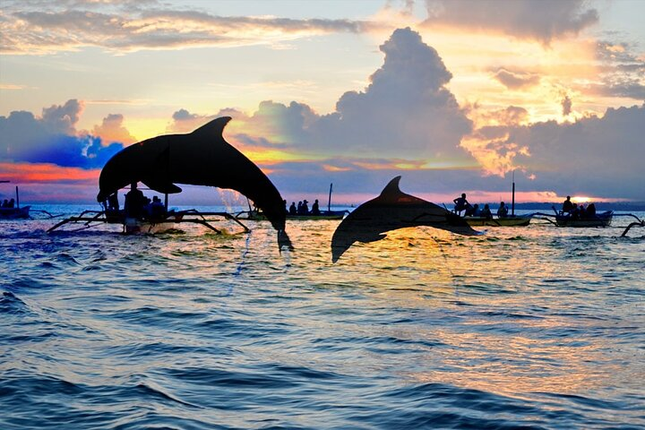 Dolphin Watching