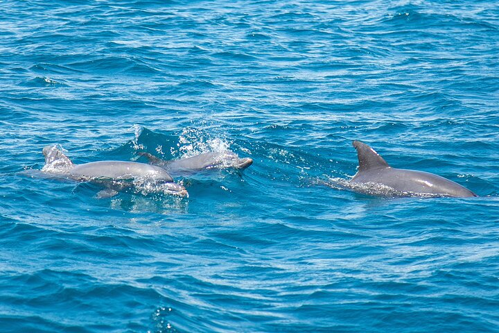 2 Days Tour in Dolphin Sights and Sacred Sites - Photo 1 of 7