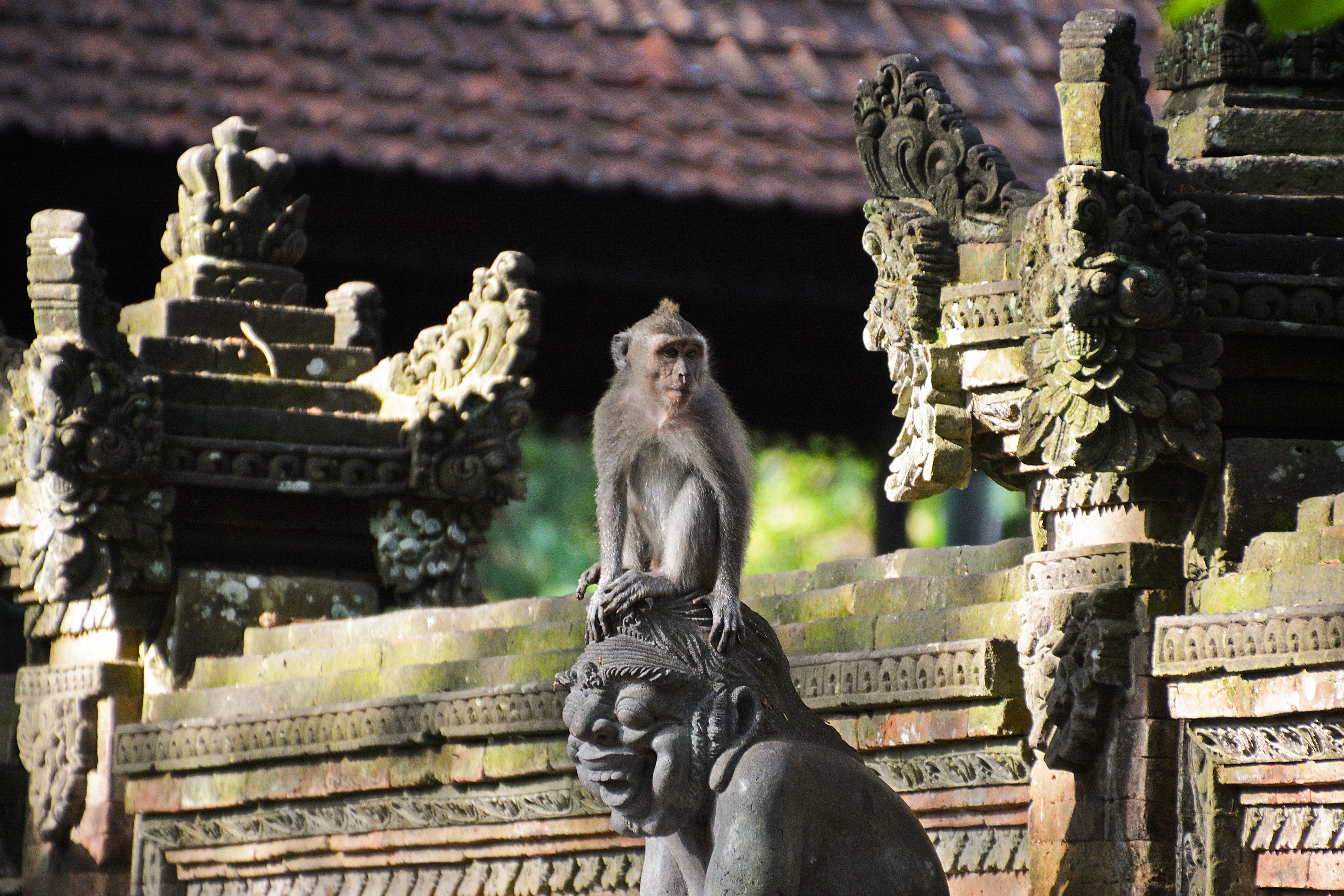 A playful monkey perches on intricately carved stone embodying the harmony between nature and artistry found in Ubud where rich culture and lush landscapes await exploration.