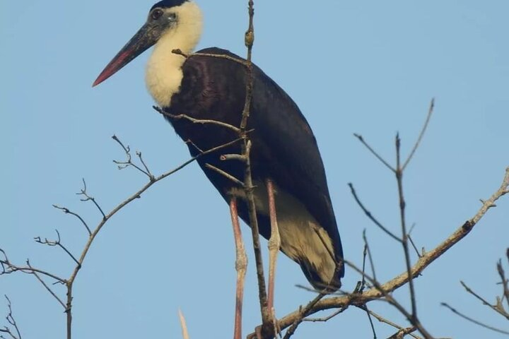 Experience the diverse wildlife of Ujung Kulon National Park where unique bird species like this striking stork perch in lush landscapes waiting to be discovered by adventurous travelers.