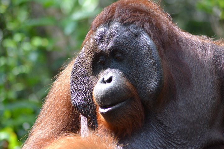 Orang Utan Tanjung Puting 