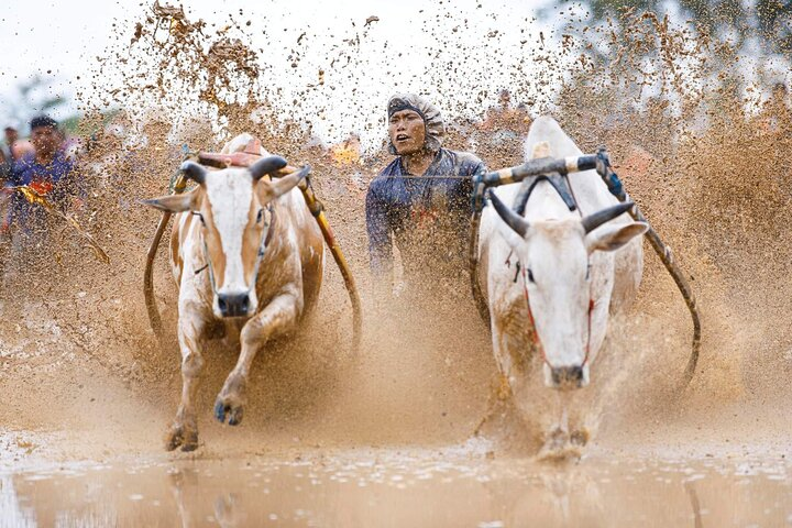 Bull Race a.k.a Pacu Jawi, a weekly event held in Batusangkar Vity, come se see how local people having fun after a long week worked in the rice filed