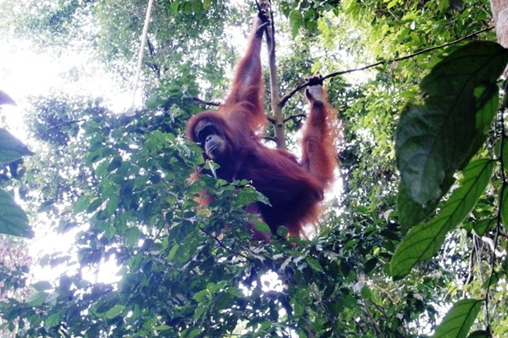 All-in 3N/4D Bukit Lawang Tour For School - Photo 1 of 6