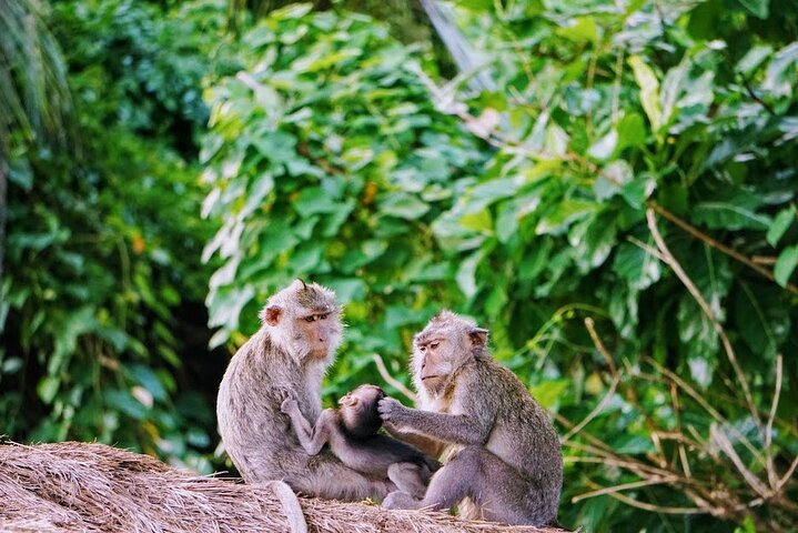 Alas Kedaton Monkey Forest