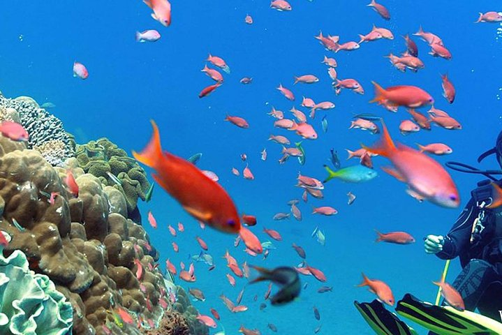 Discover the underwater world of Nusa Penida where colorful fish dart among vibrant coral reefs creating a unique experience for every traveler exploring Bali's stunning marine life.