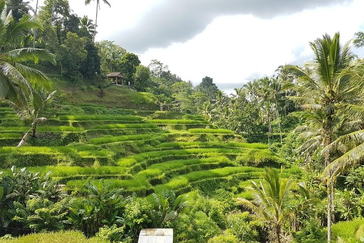 Bali Island Tour with Lunch - Photo 1 of 11
