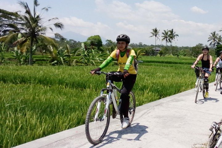 Cycling Path with Rice field view 