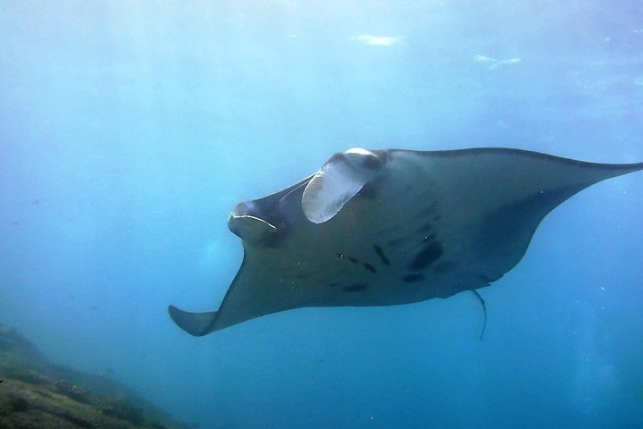 Bali Scuba Diving at Nusa Penida Manta Point For Certified Diver - Photo 1 of 7