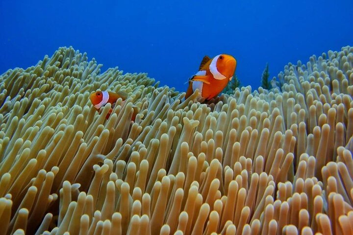 Bali Snorkeling Trip at USS Liberty Shipwreck With Hotel Transfers - Photo 1 of 7