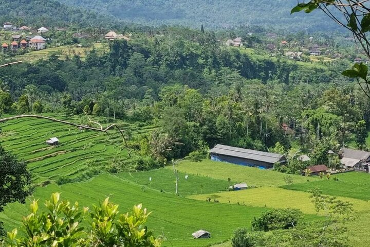 Bali One Day Tour : Rice Terrace, Monkey Forest and Waterfall - Photo 1 of 13