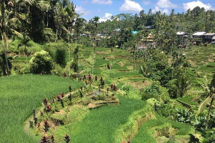 Tegalalang rice terrace