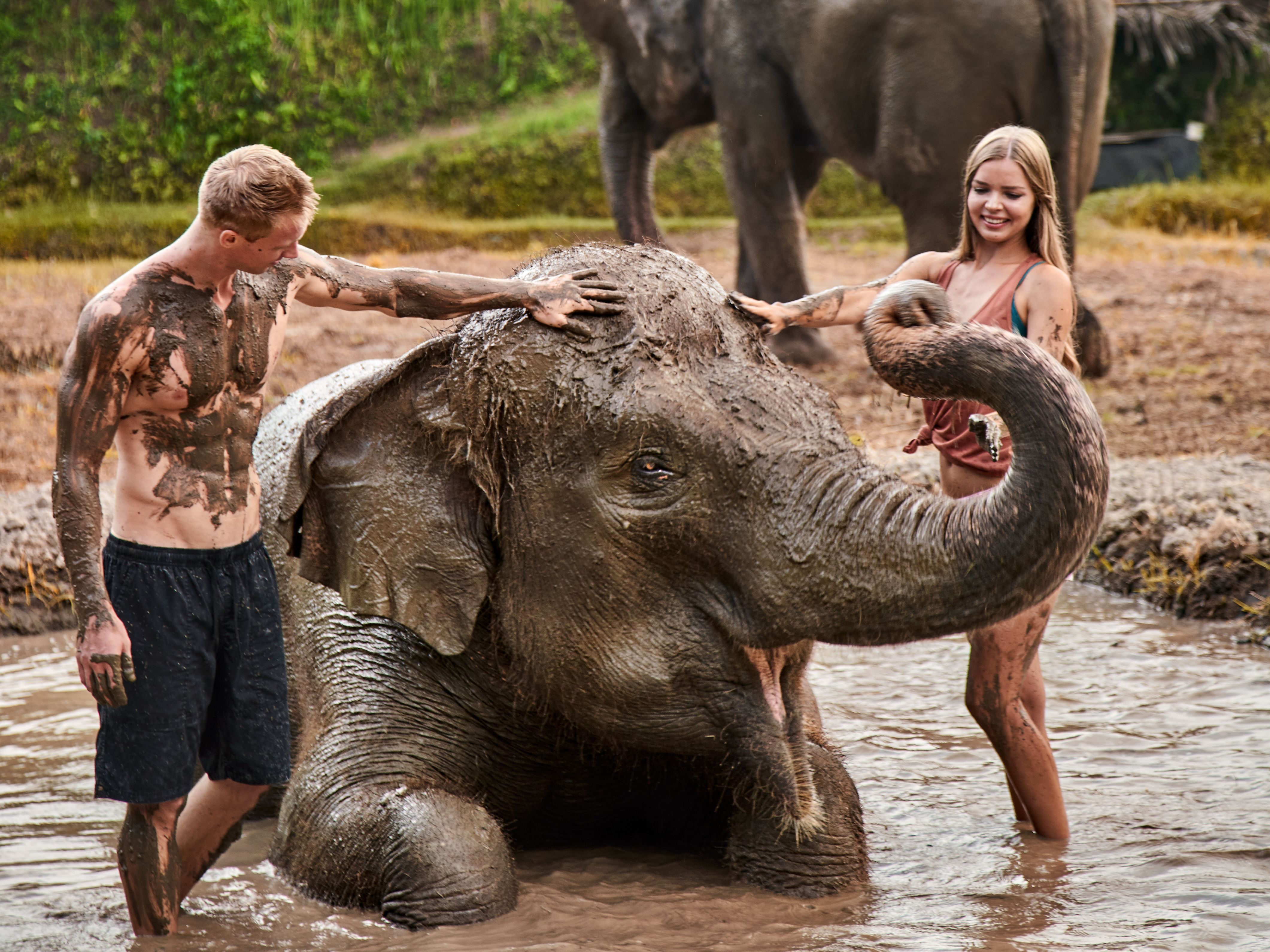 Experience playful moments with Sumatran elephants as you learn fascinating facts and enjoy feeding while they splash and roll in the mud at Bali Zoo’s Elephant Mud Fun.