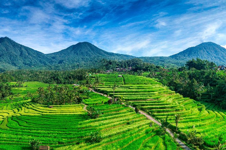 Jatiluwih Rice Terace