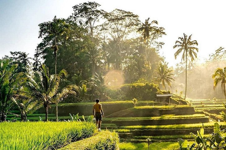 natural of Ubud
