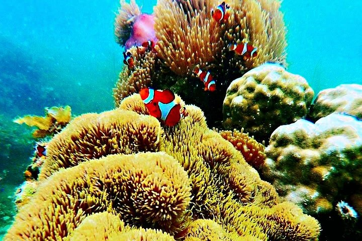 Bintan Snorkeling Tour - Photo 1 of 25